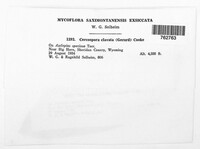 Passalora clavata image
